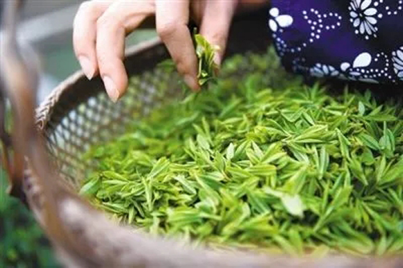 頭春茶，頭采茶，明前茶，雨前茶：一場早春大咖秀