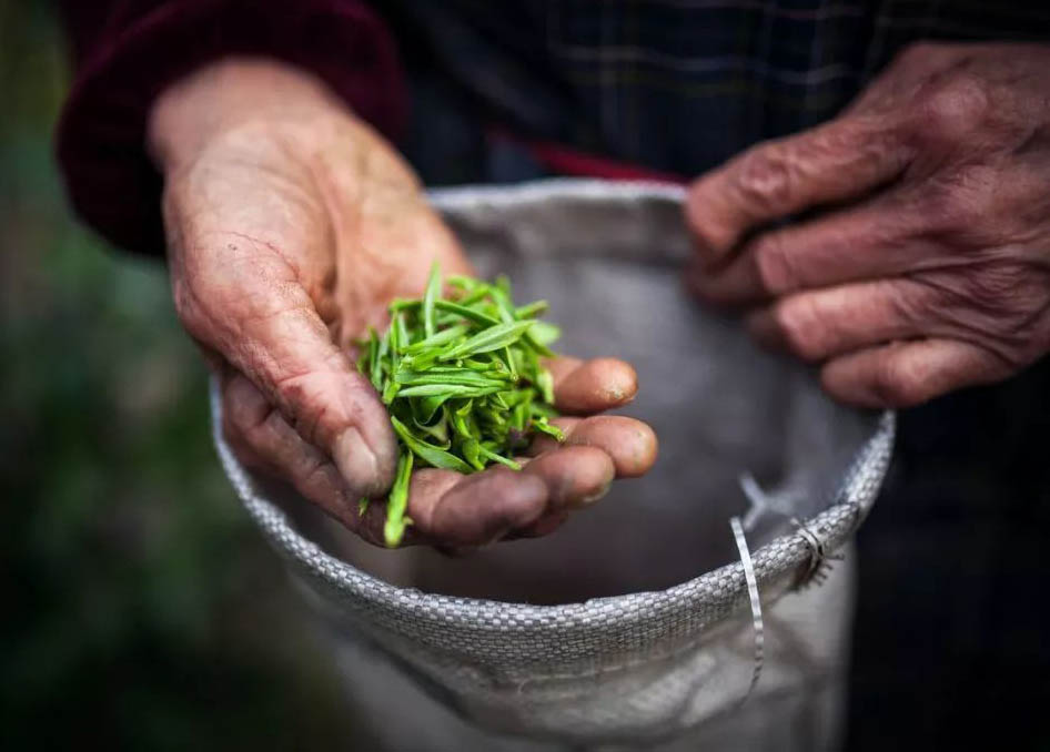 “明前茶，貴如金”