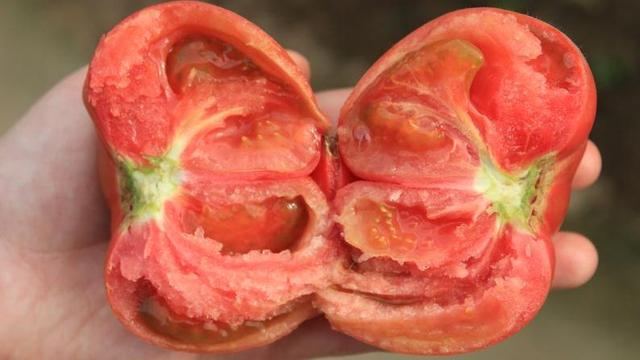 草莓口味？巧克力口味？天價(jià)西紅柿真這么好吃嗎？