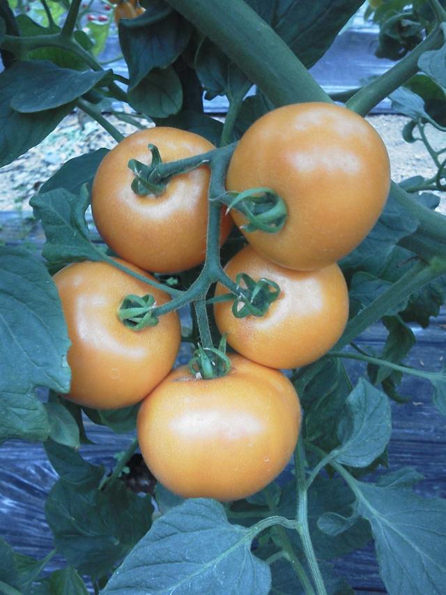 草莓口味？巧克力口味？天價(jià)西紅柿真這么好吃嗎？